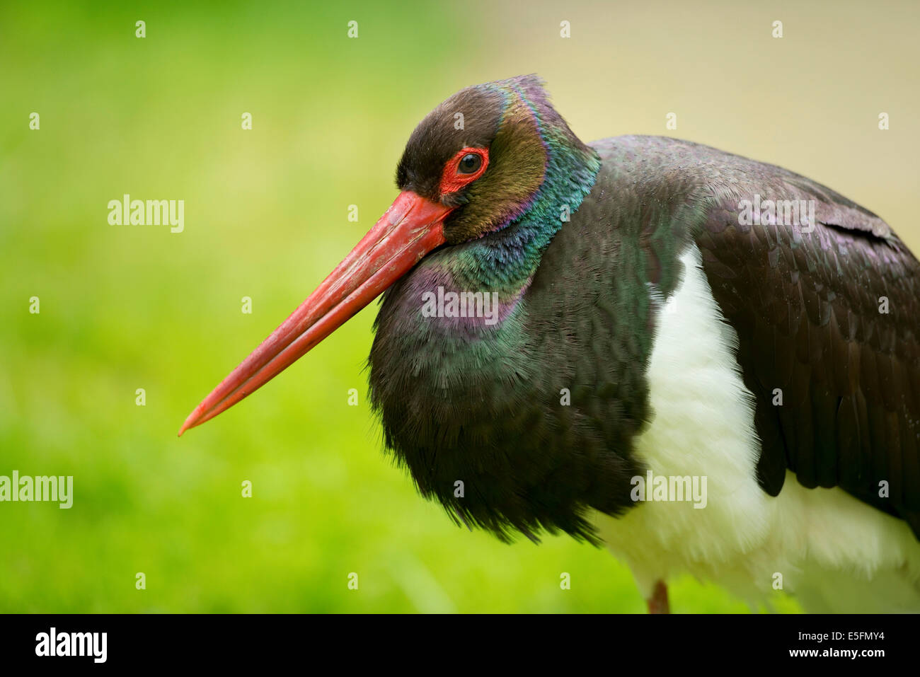 Cicogna Nera (Ciconia nigra), captive, Bassa Sassonia, Germania Foto Stock