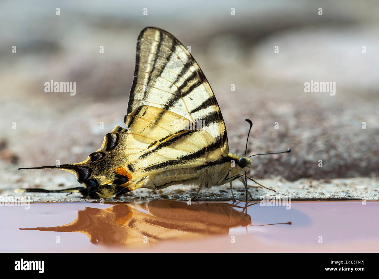 La scarsa coda forcuta (Iphiclides podalirius), Veneto, Italia Foto Stock