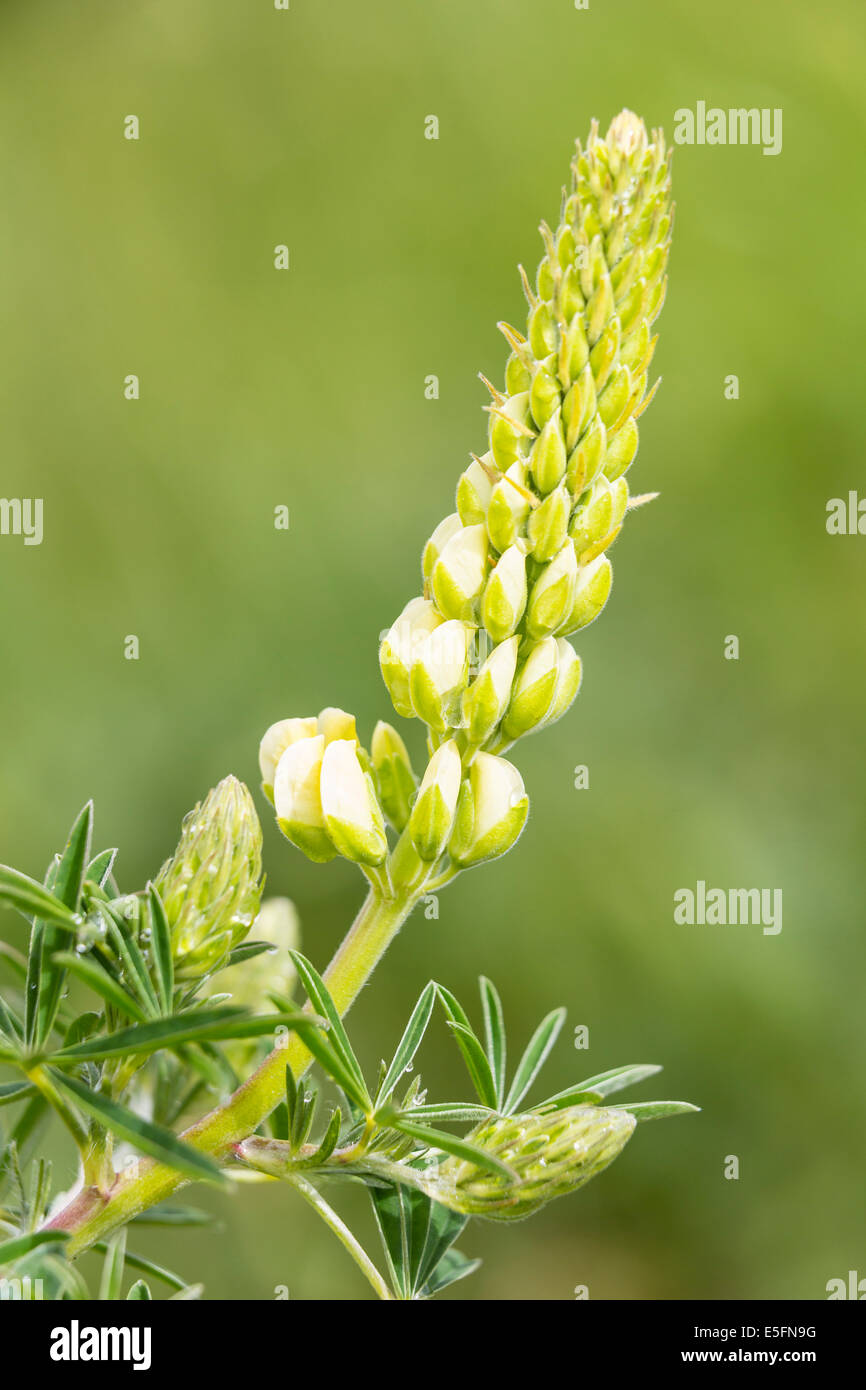 Lupino bigleaf o giardino di lupino (Lupinus polyphyllus), Northumberland, England, Regno Unito Foto Stock