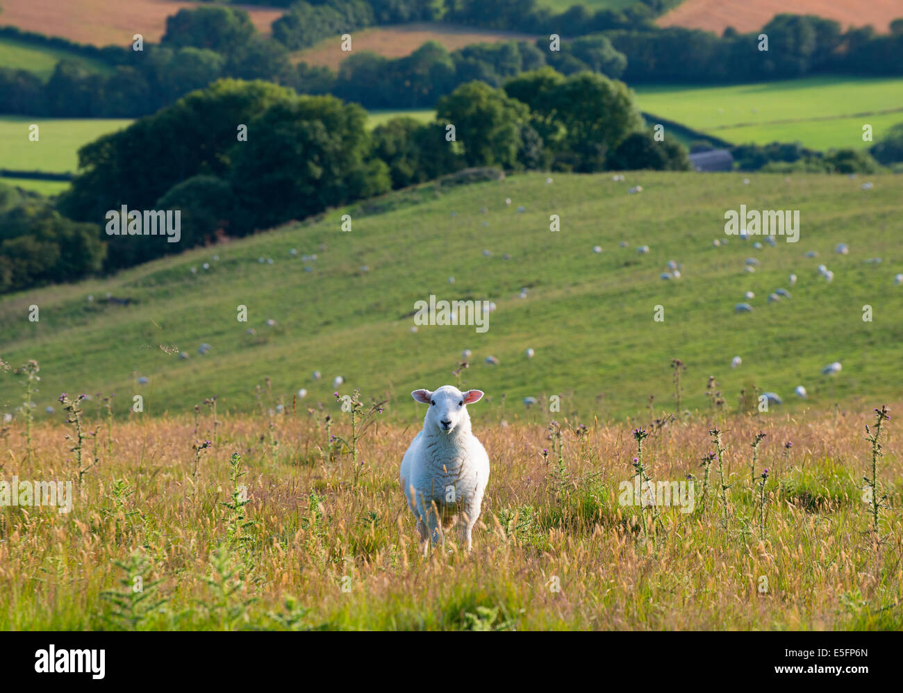 Un lone pecora su Brown Clee hill, Shropshire, Inghilterra Foto Stock