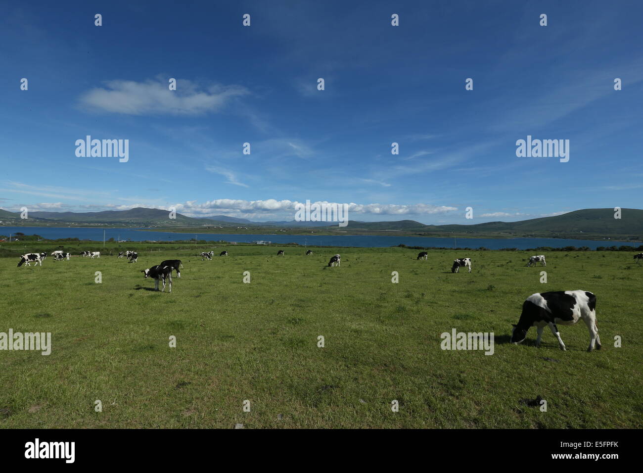 Le mucche pascolano su un campo sull' isola Valentia, nella contea di Kerry in Irlanda del sud. Foto Stock