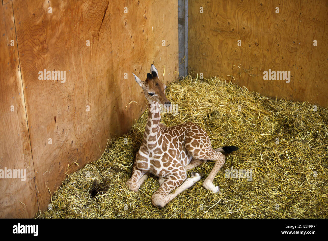 Baby Hybrid Giraffa presso l'Arca di Noè Zoo vicino a Bristol Regno Unito. A 3 settimane Foto Stock
