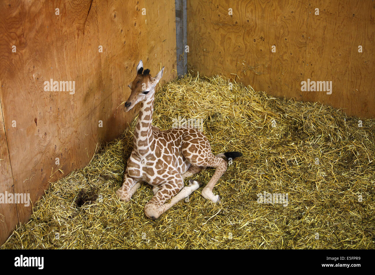 Baby Hybrid Giraffa presso l'Arca di Noè Zoo vicino a Bristol Regno Unito. A 3 settimane Foto Stock