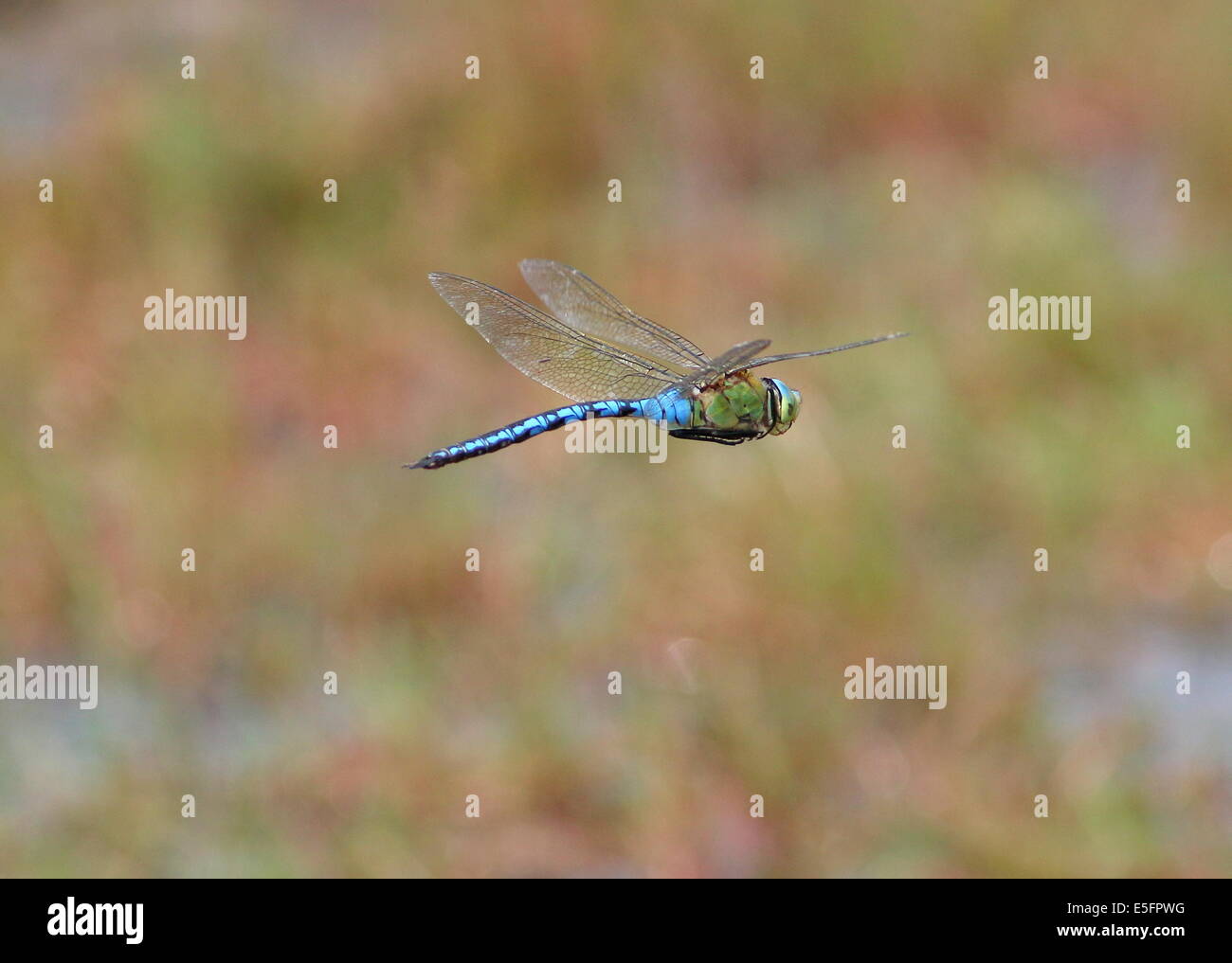 Close-up di una femmina blu a forma di libellula imperatore (Anax imperator) in volo Foto Stock