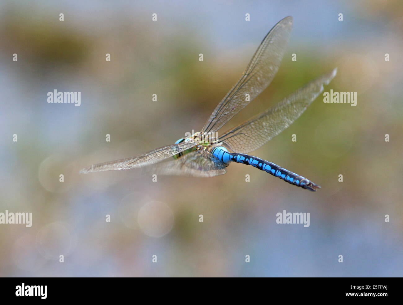 Close-up di una femmina blu a forma di libellula imperatore (Anax imperator) in volo Foto Stock