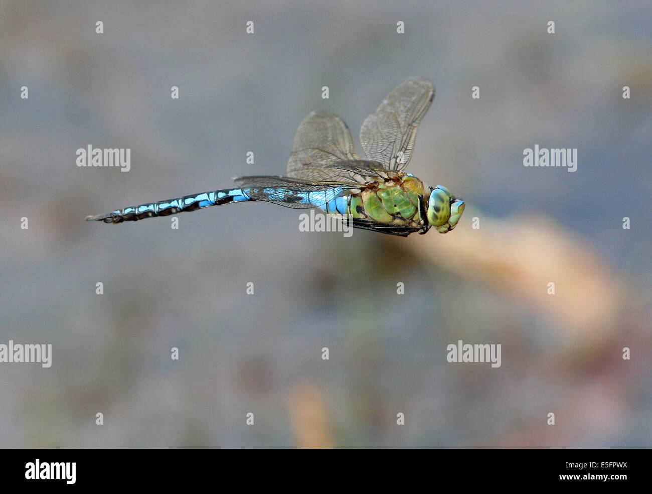 Close-up di una femmina blu a forma di libellula imperatore (Anax imperator) in volo Foto Stock