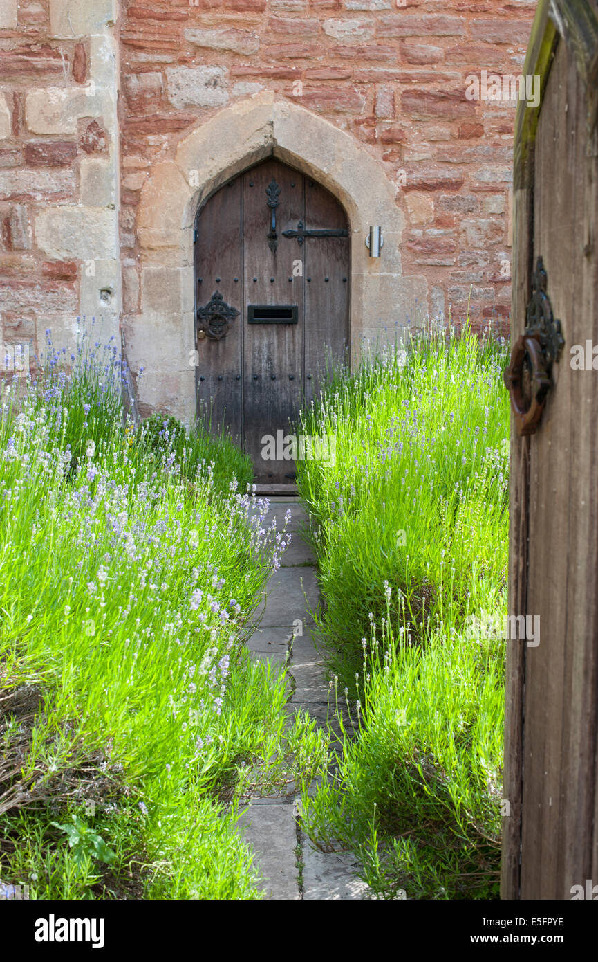 La lavanda cresce al di fuori di una casa a vicari' vicino, pozzi, Somerset, Inghilterra. Foto Stock