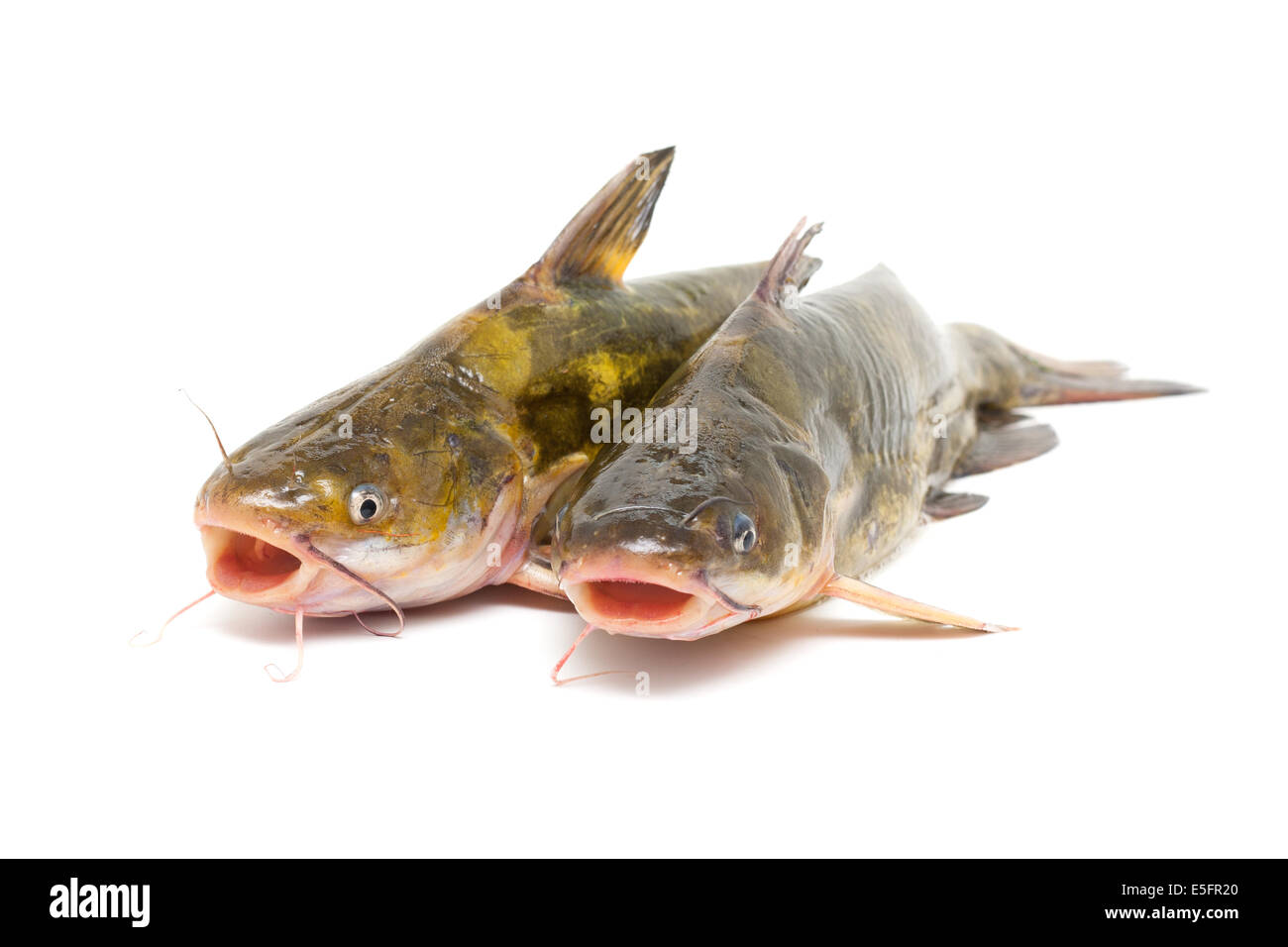 Catfish isolati su sfondo bianco Foto Stock