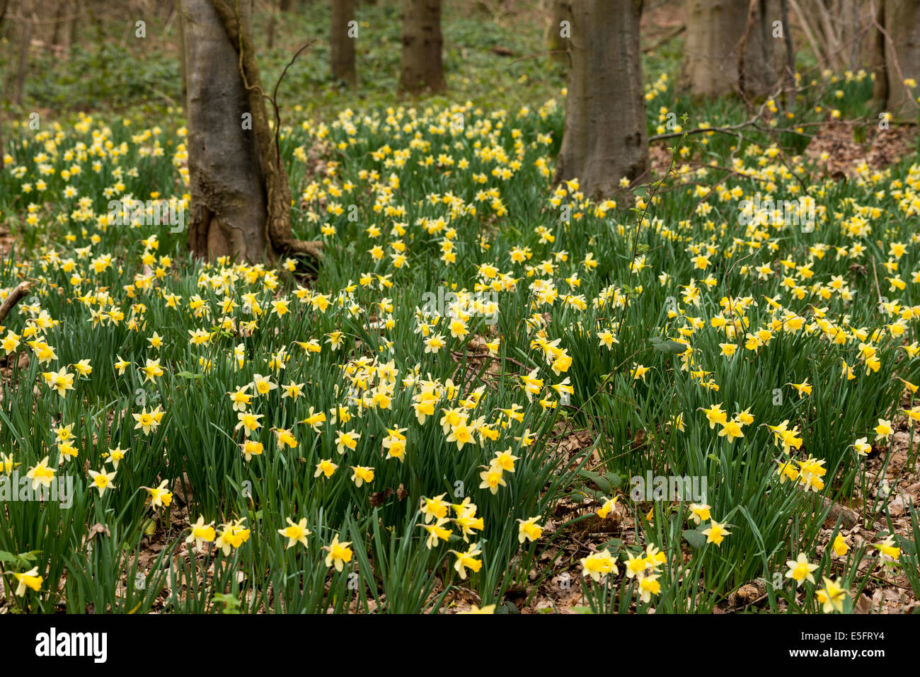 I narcisi selvatici (Narcissus pseudonarcissus) in legno Dymock nel Gloucestershire, Regno Unito Foto Stock