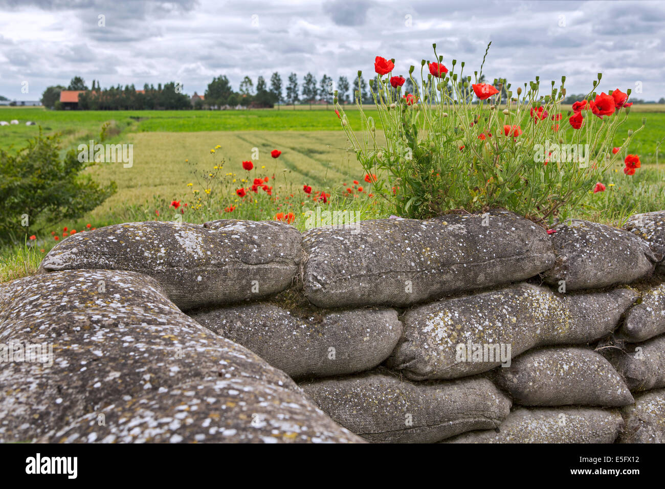 Il papavero cresce su sacchi di sabbia al Dodengang / Boyau de la Mort / Trench della morte, la prima guerra mondiale le trincee, Diksmuide, Belgio Foto Stock