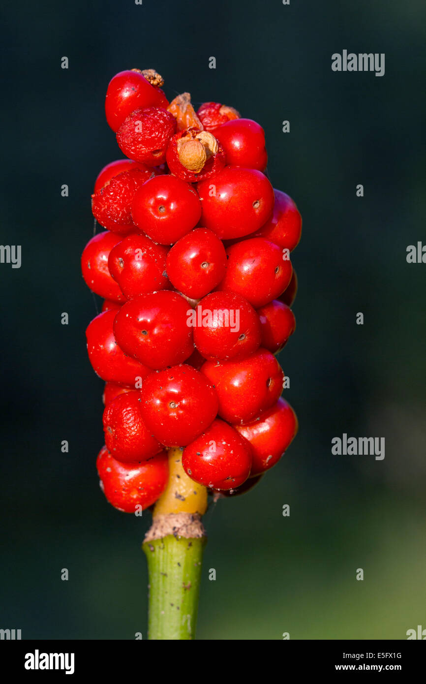 Il cuculo-pinta / Lords-e-ladies (Arum maculatum) mostra rosse bacche velenose Foto Stock