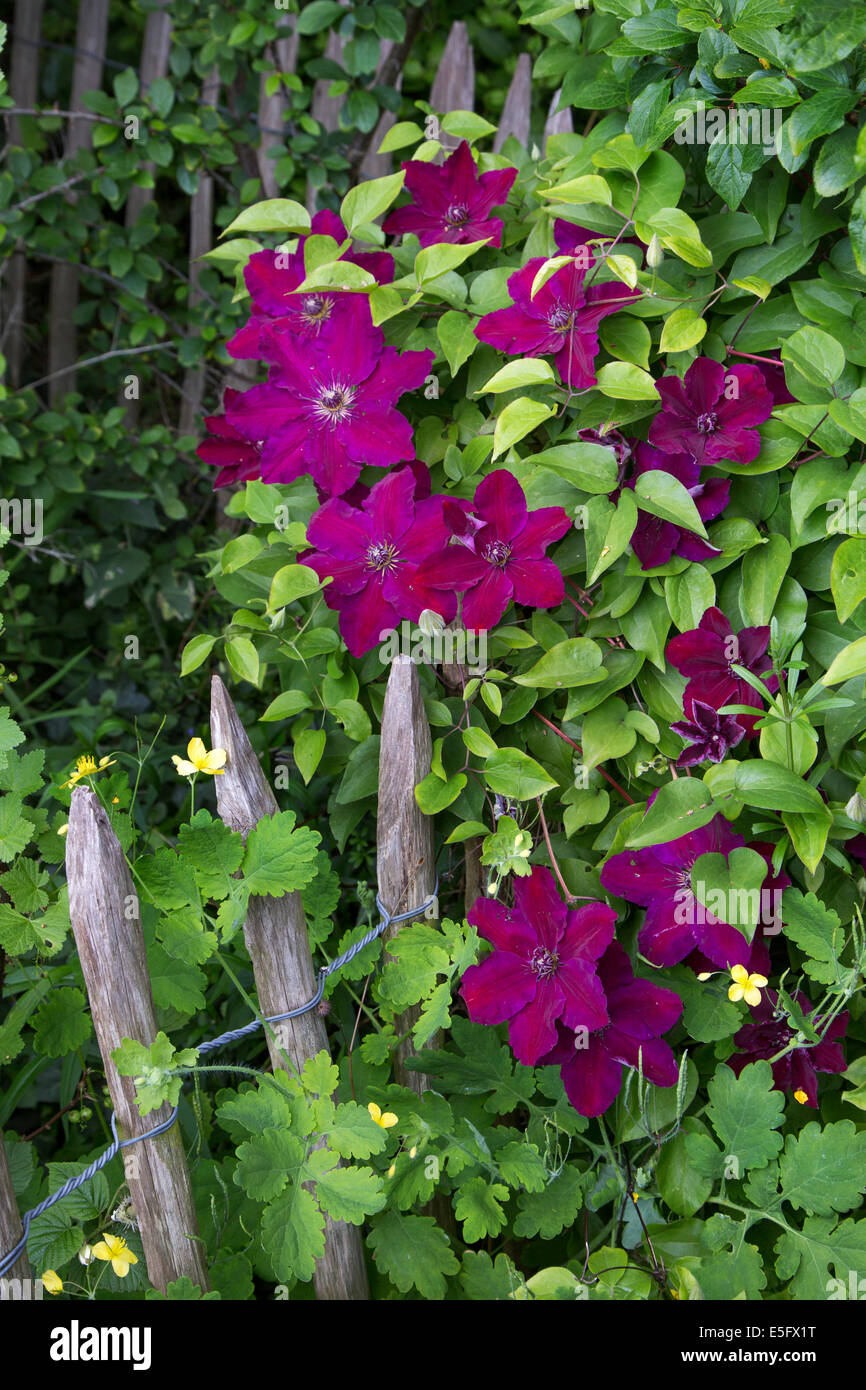 La clematide in fiore nel giardino Foto Stock