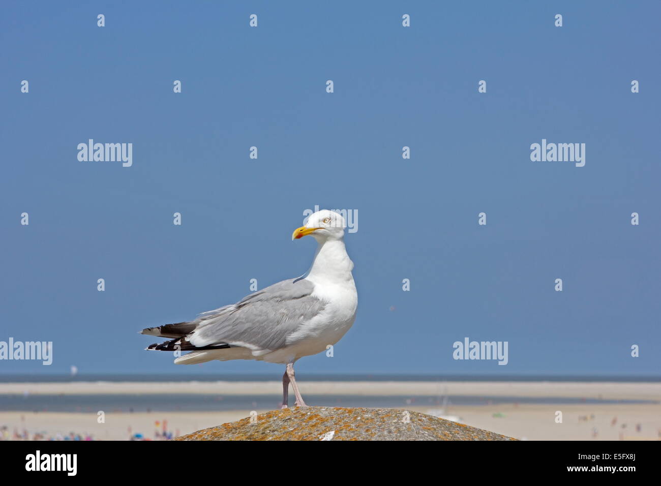 Seagull seduto su un pilastro in un caldo pomeriggio estivo di Borkum, Germania Foto Stock