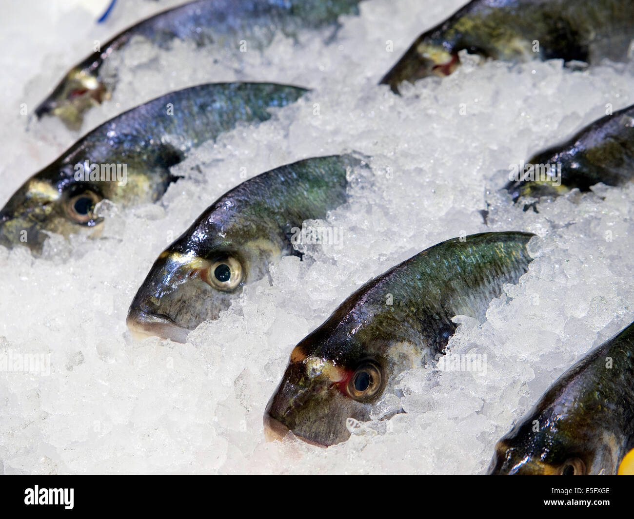 Banco del pesce Foto Stock