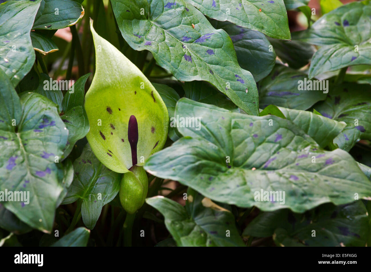 Il cuculo-pinta / Lords-e-ladies (Arum maculatum) in fiore Foto Stock