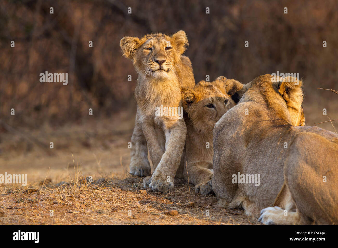 Indian Lions [Panthera leo persica] famiglia al Gir Forest, Gujarat, India. Foto Stock