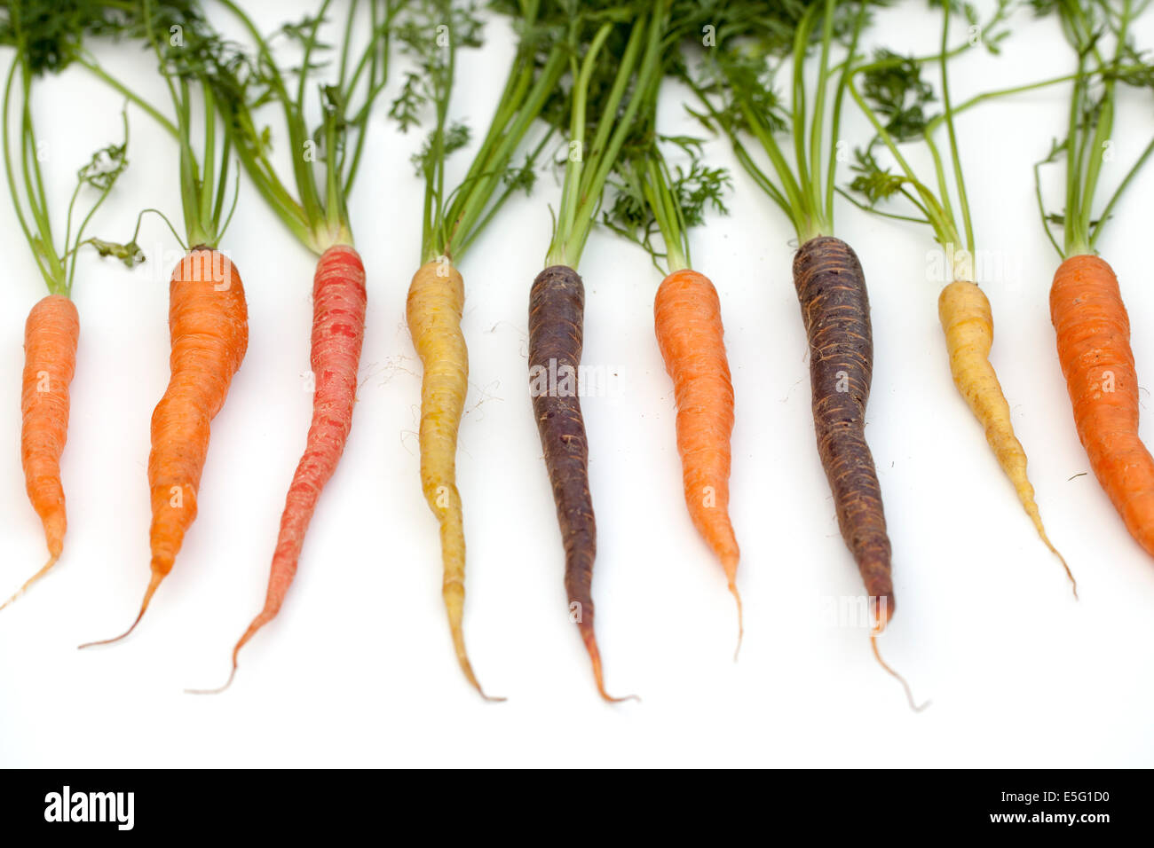 Patrimonio organico o cimelio di carote Foto Stock