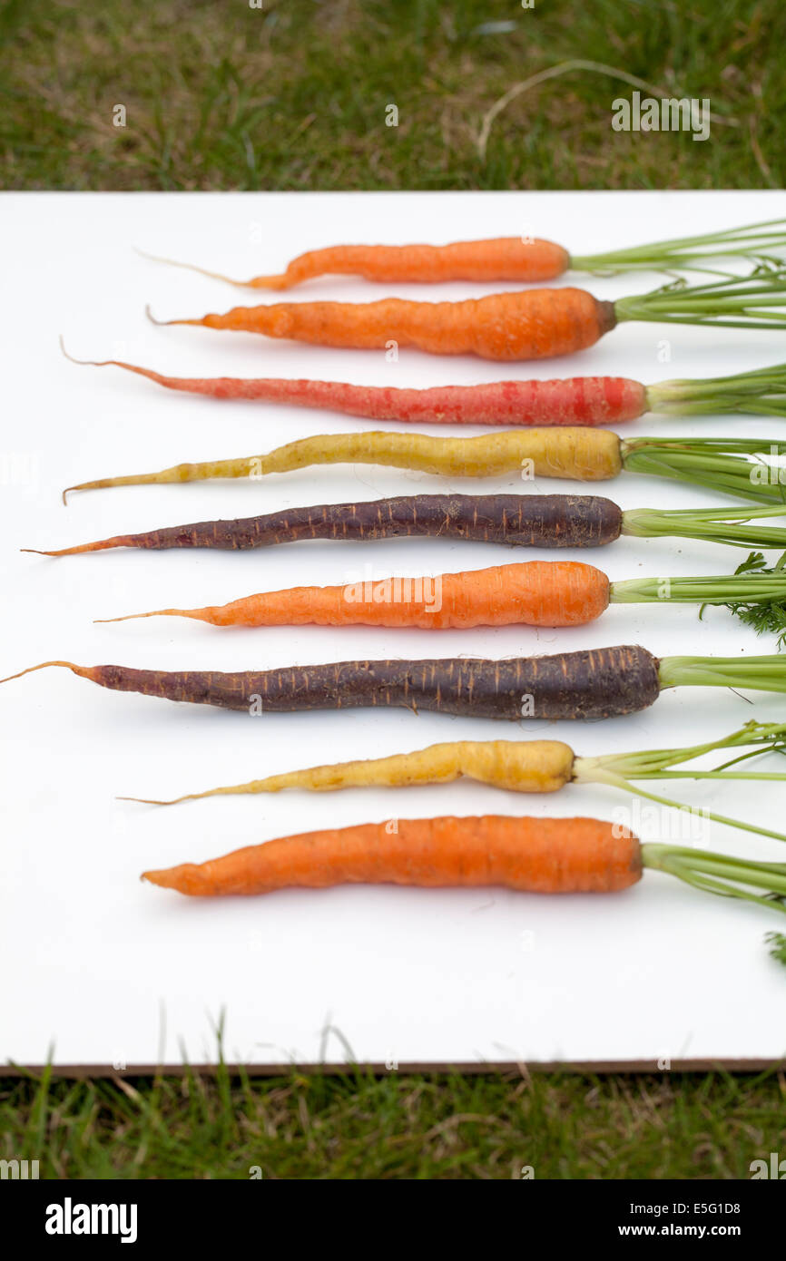 Patrimonio organico o cimelio di carote Foto Stock