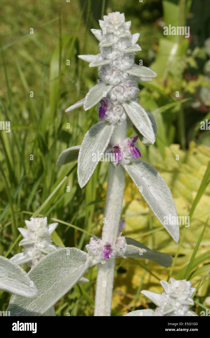 Stachys byzantina Foto Stock
