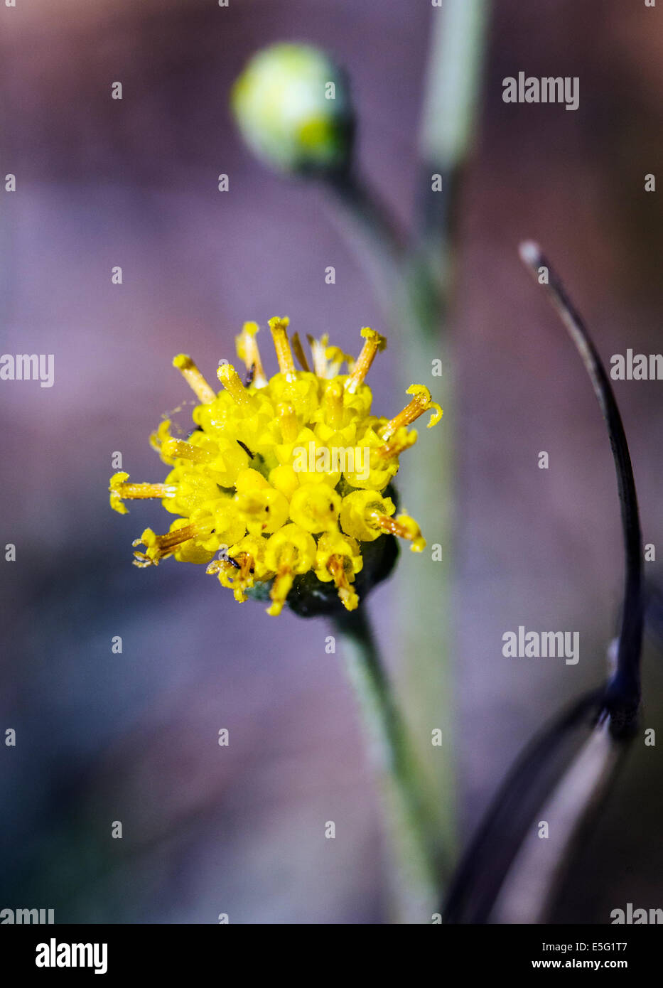 Hymenopappus filifolius; Asteraceae; girasole famiglia; fanciulla polverosi; fiori selvatici in fiore, Central Colorado, STATI UNITI D'AMERICA Foto Stock