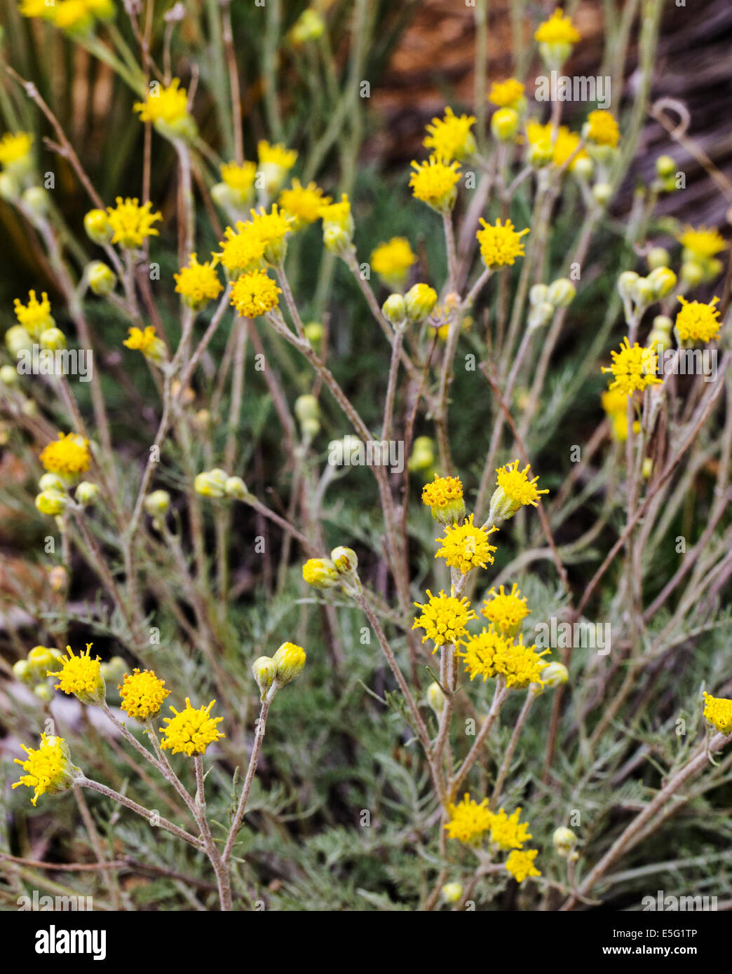 Hymenopappus filifolius; Asteraceae; girasole famiglia; fanciulla polverosi; fiori selvatici in fiore, Central Colorado, STATI UNITI D'AMERICA Foto Stock