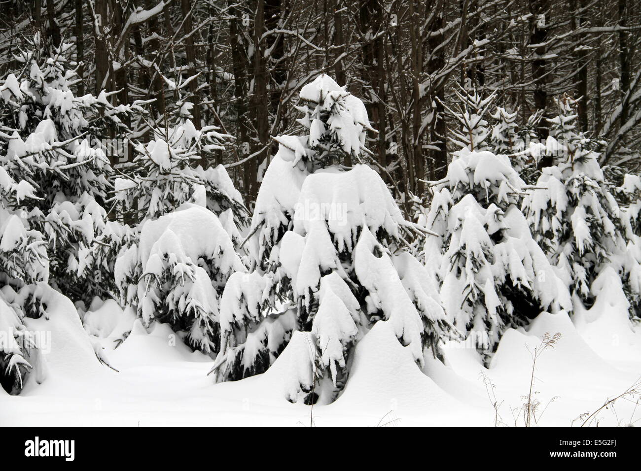 Pini dello Snowy Foto Stock
