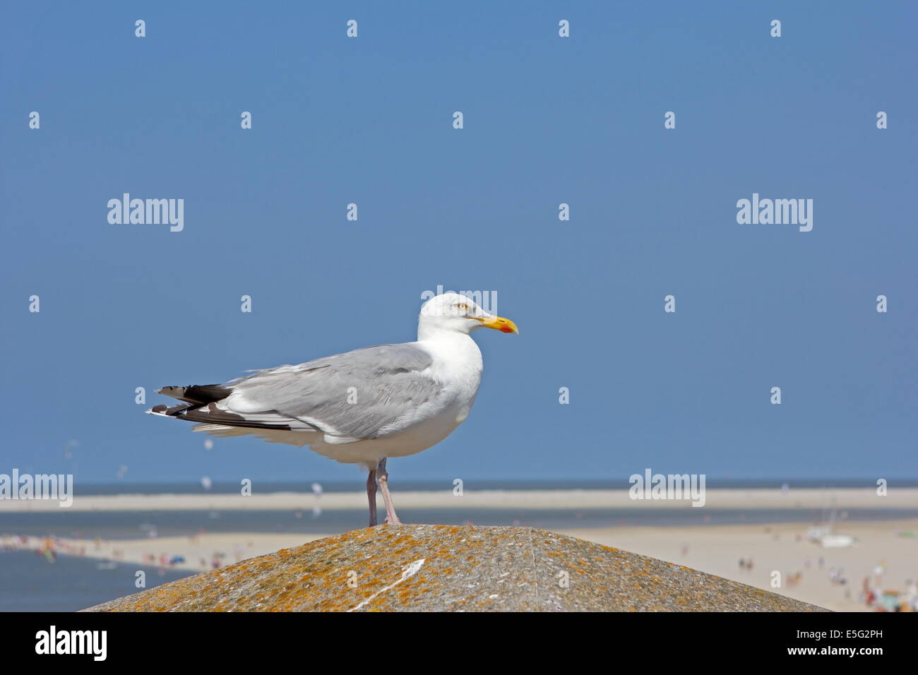 Seagull seduto su un pilastro in un caldo pomeriggio estivo di Borkum, Germania Foto Stock