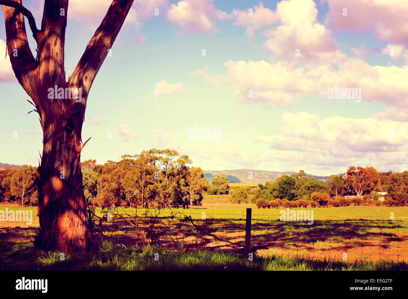 Retrò tramonto australiano filtro paese di scena con gomma di eucalipto albero in primo piano. Prese a Barossa Valley, Sud Australia. Foto Stock