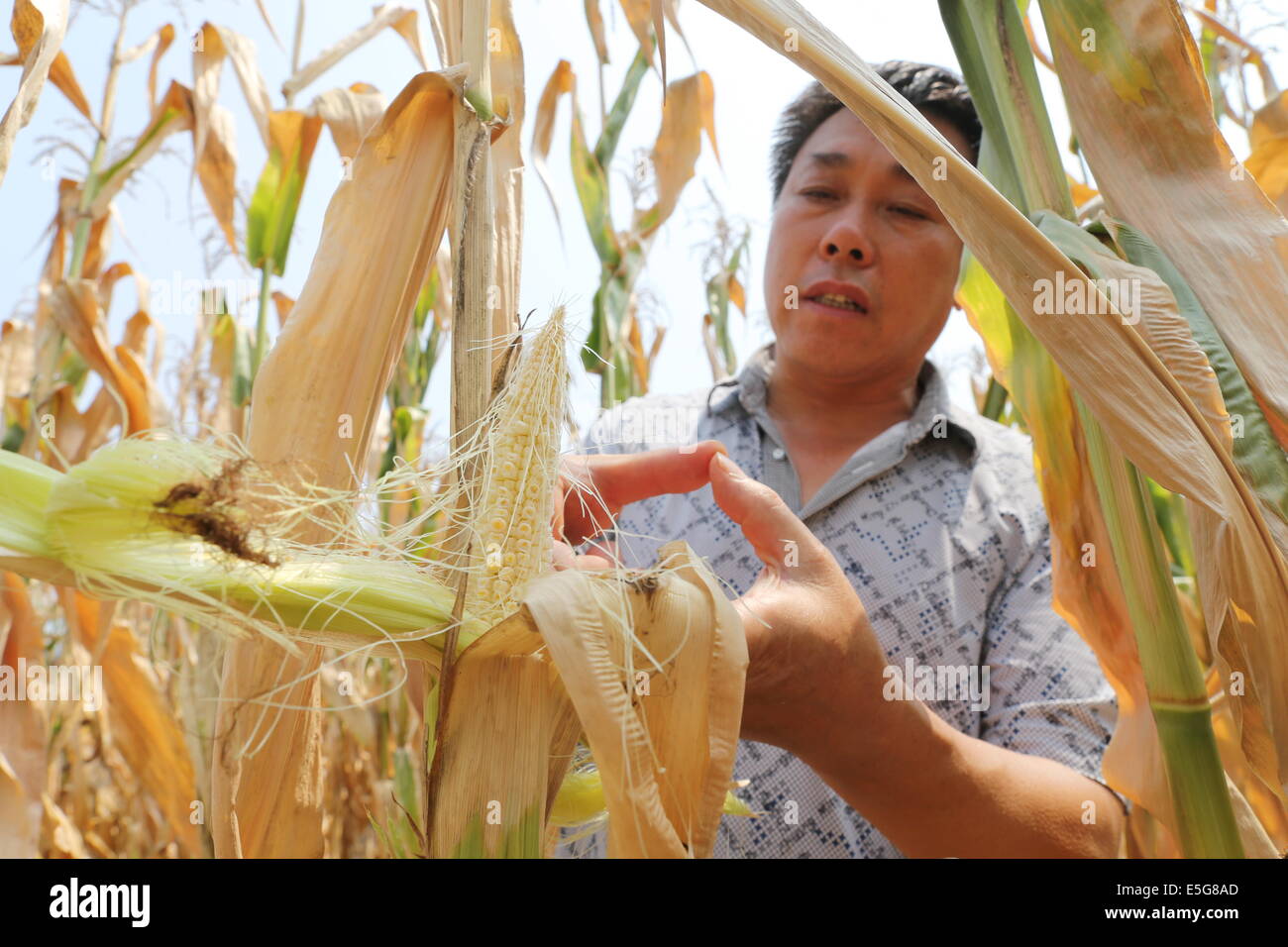 (140731) --SHANGLUO, luglio 31, 2014 (Xinhua) -- Zhang Chuanzhen, capo della locale stazione di allevamento, controlli appassiti mais in Guofenglou cittadina nella contea di Shangnan, Cina nord-occidentale della provincia di Shaanxi, 30 luglio 2014. La Contea di Shangnan ha sofferto a causa di siccità a partire dalla fine di luglio. (Xinhua/Mu Jialiang) (hpj) Foto Stock