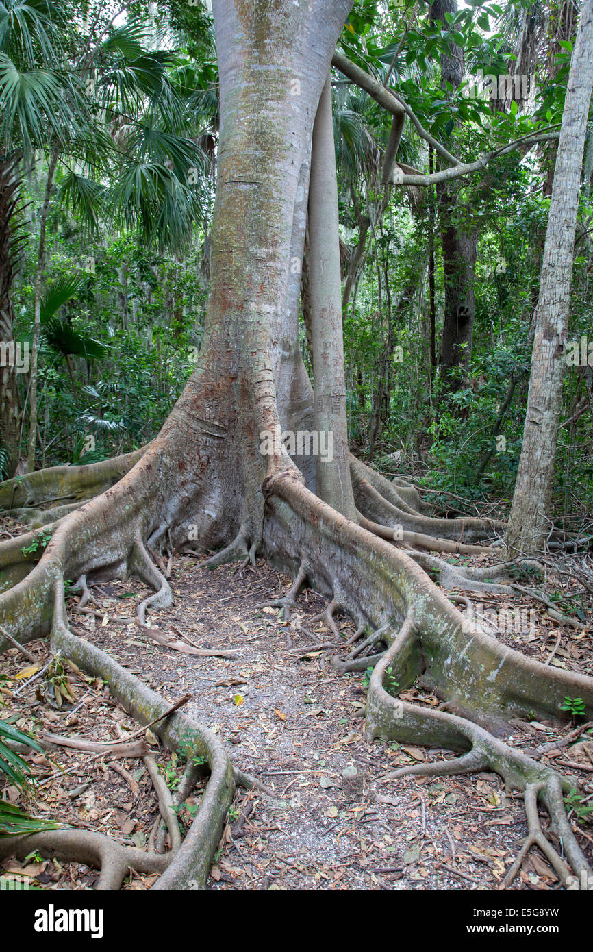 Banyan Tree radici Foto Stock