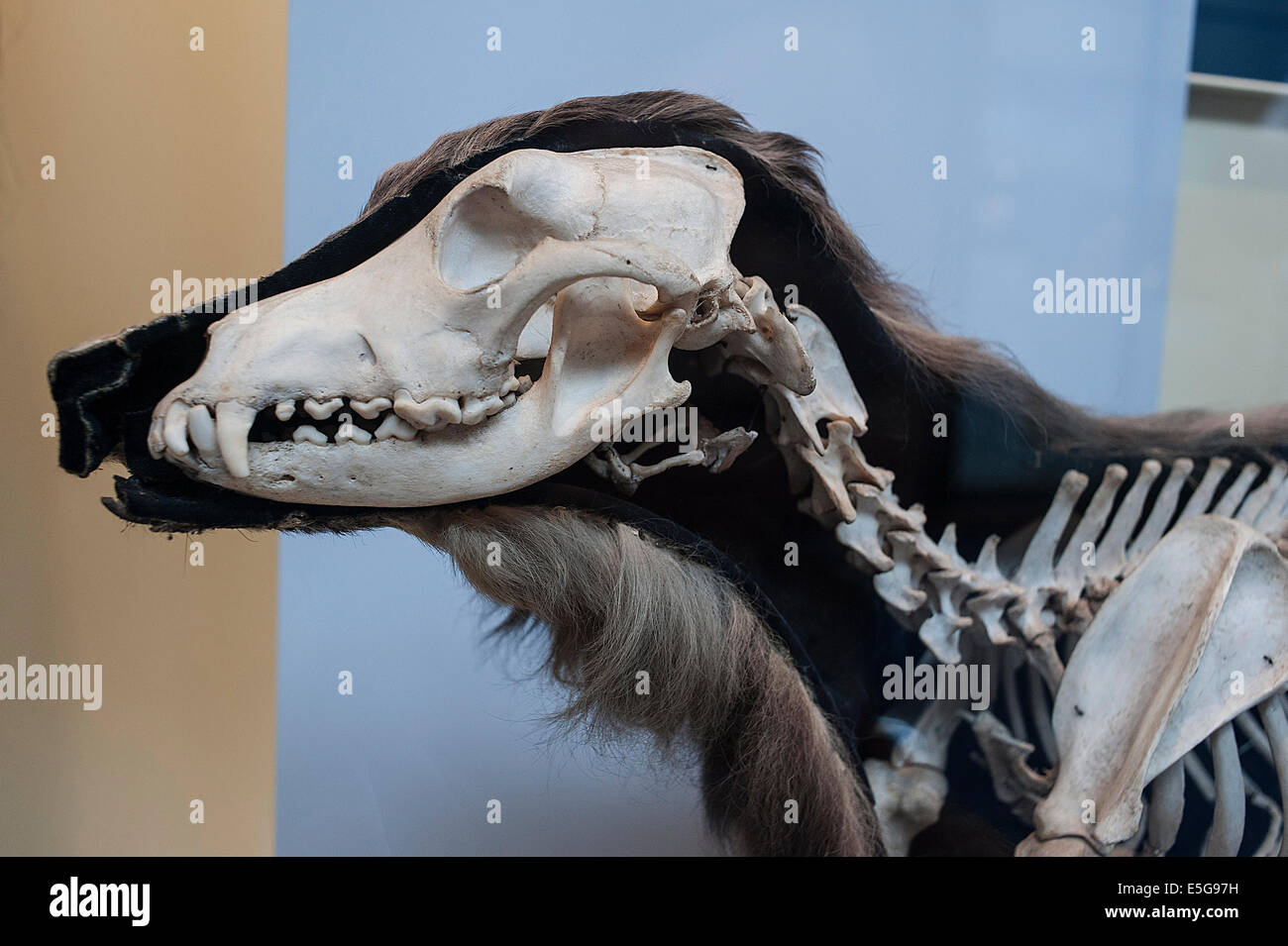 Lo scheletro del cane moderno Canis lupus familiaris, Canidae Foto Stock