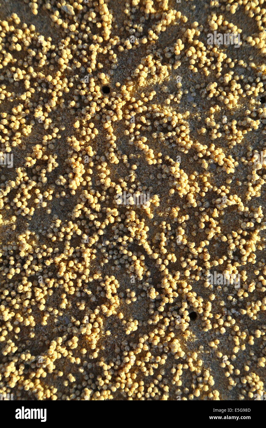 Gorgogliatore sabbia crab burrows e gonfiato alla sabbia pellet che risultano dalla loro foraggio. Foto Stock