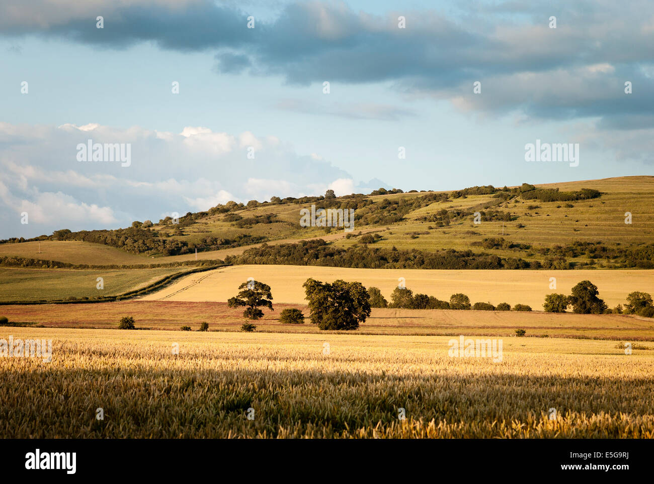 I campi di ripe colture di cereali pronti per il taglio in sera la luce solare Foto Stock