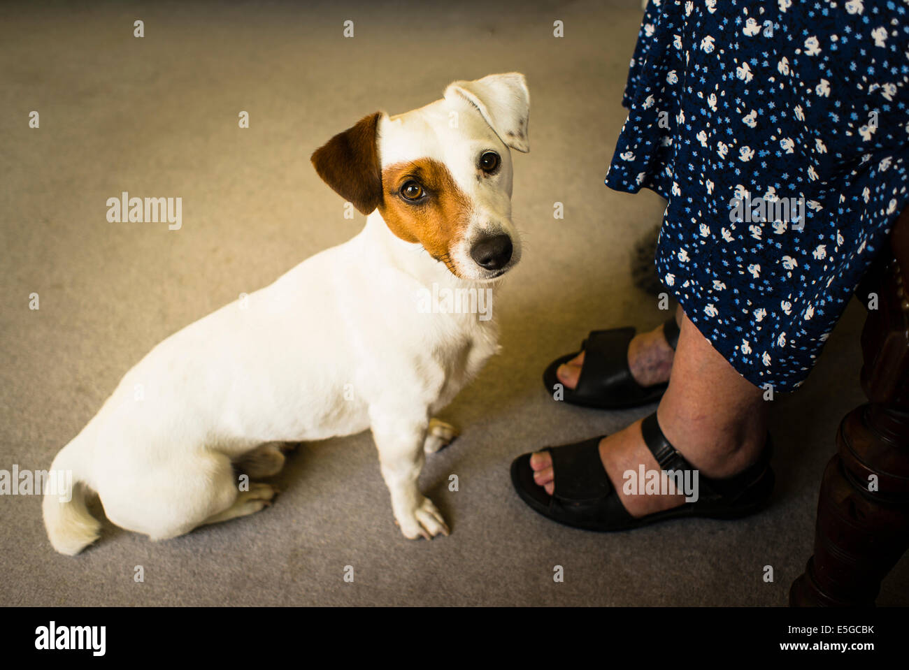 Un avviso Jack Russell cane ai piedi di una donna in ambienti interni Foto Stock