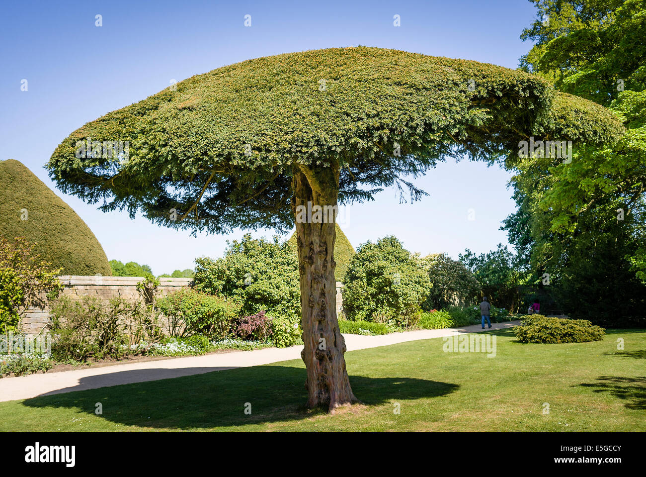 Forma ad ombrello piccolo Yew Tree in un maestoso giardino di casa Foto Stock