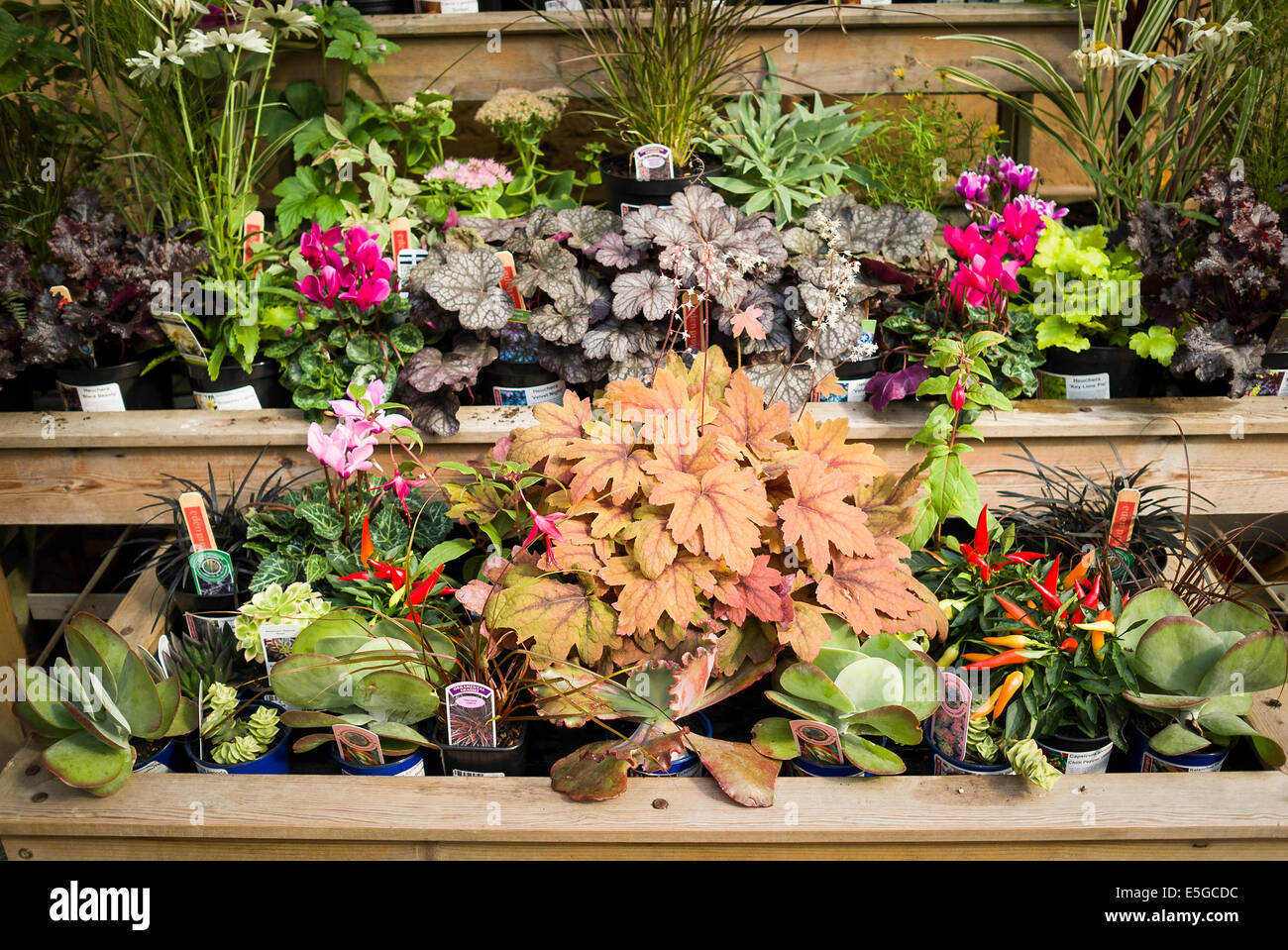 Banchi espositori con campione di piante in vendita nel negozio di Eden Cornwall Regno Unito Foto Stock