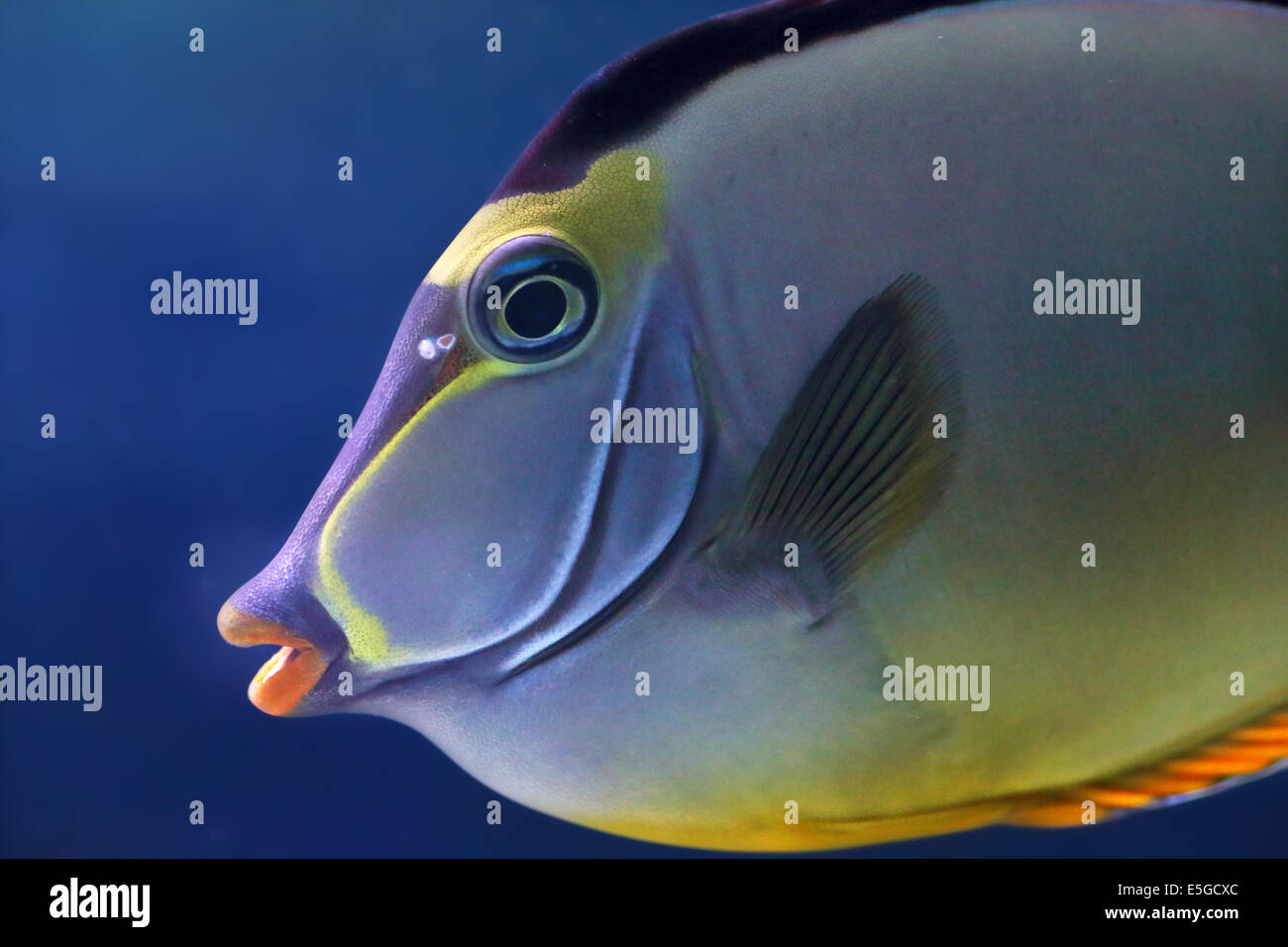 La faccia di un elegante unicornfish, Naso elegans. Questo pesce può essere trovato in barriere coralline nell'Oceano Indiano Foto Stock