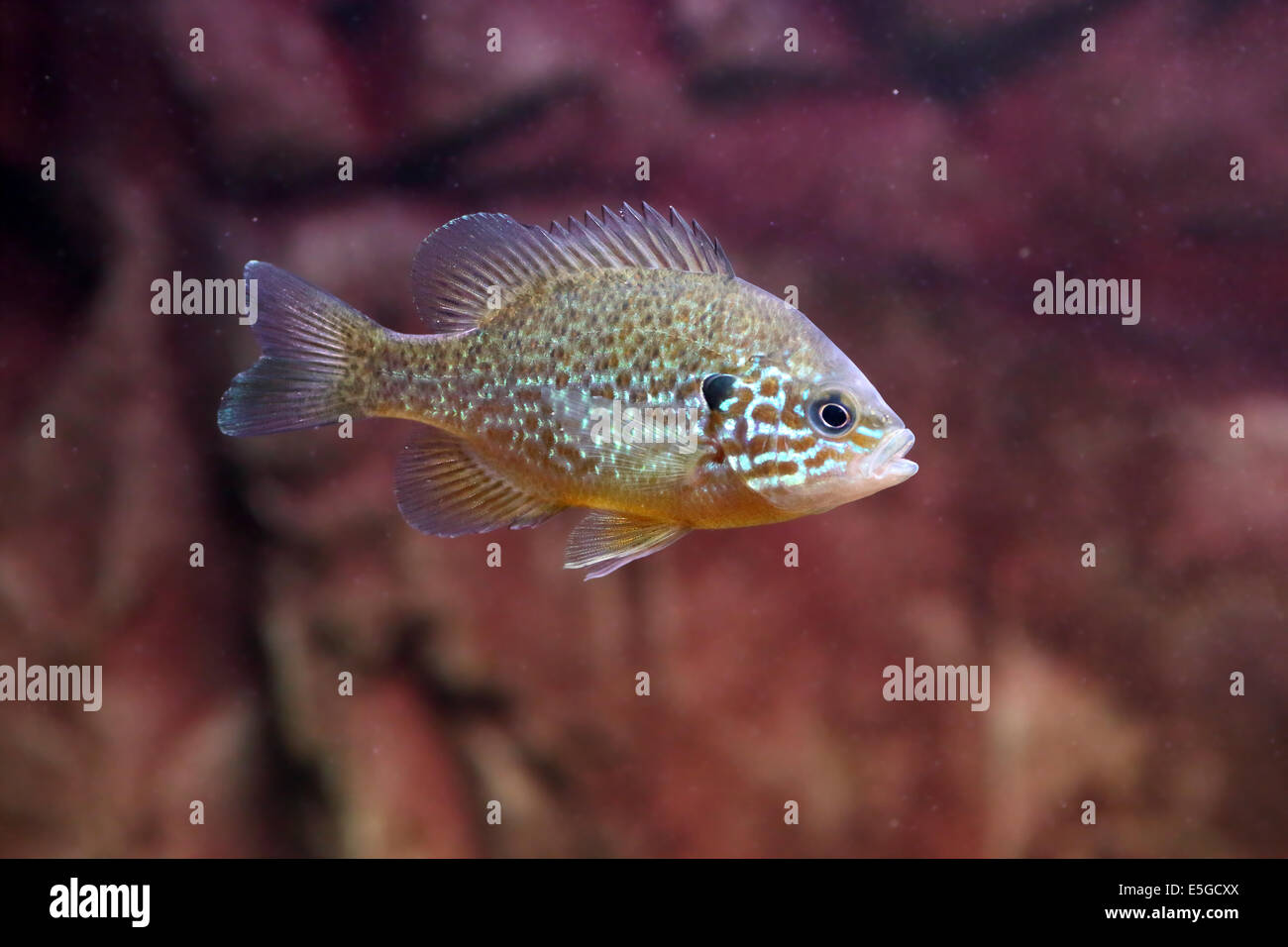 Un pumpkinseed sunfish, Lepomis gibbosus, un pesce di acqua dolce che vivono in laghi caldi Foto Stock