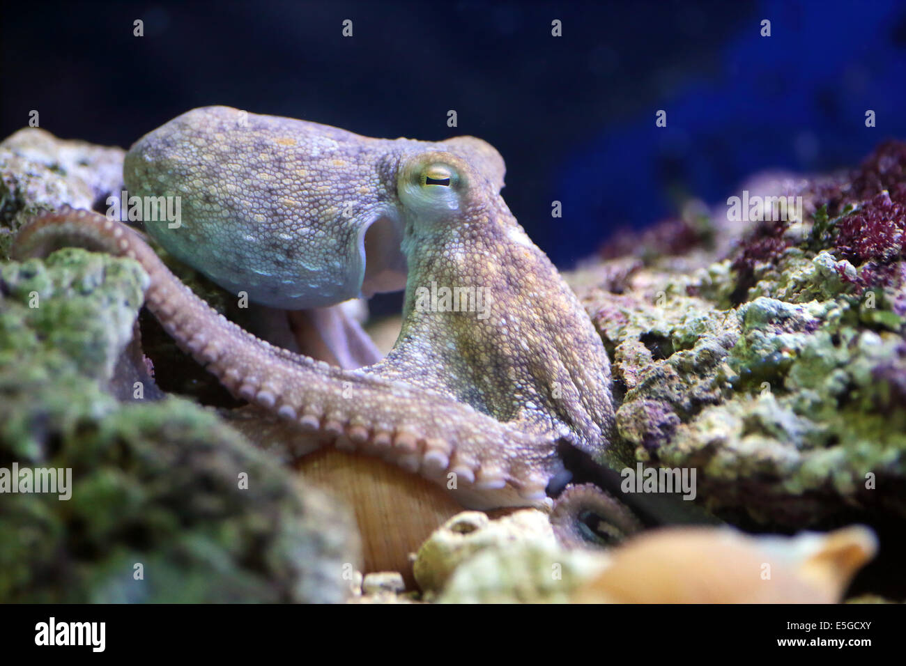 Un polpo, Octopus vulgaris, è appoggiato su di una scogliera. Questo molluschi può essere trovato nel mare Mediterraneo e nell'Atlanti Foto Stock