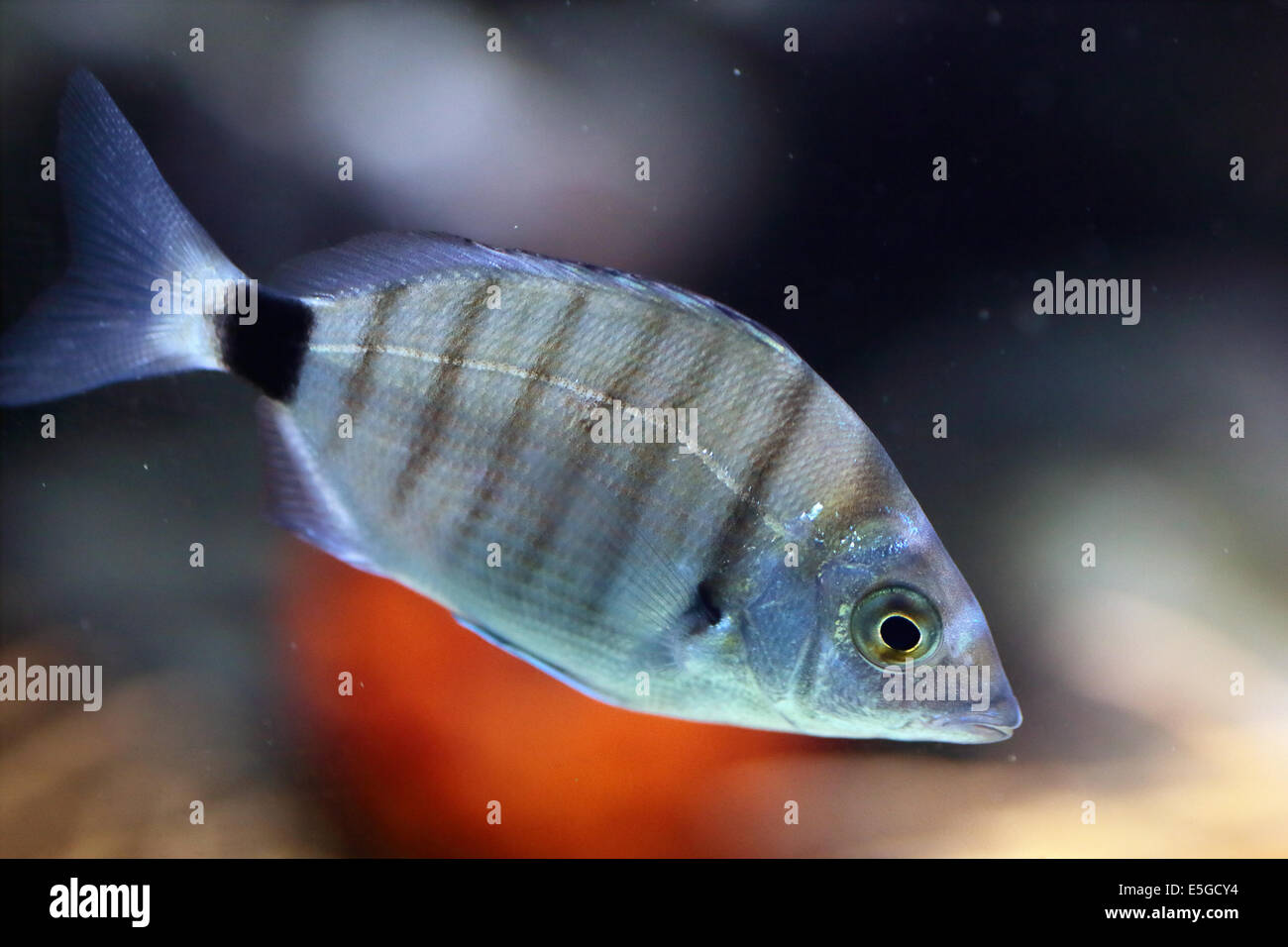 Un aspetto striato pesce nuotare in acquario Foto Stock