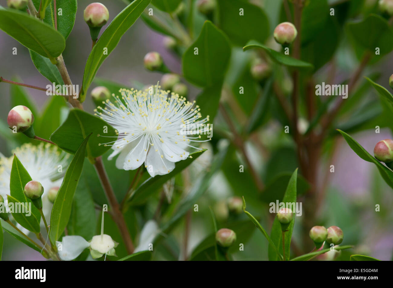 Myrtus communis. Comune di fiori di mirto Foto Stock