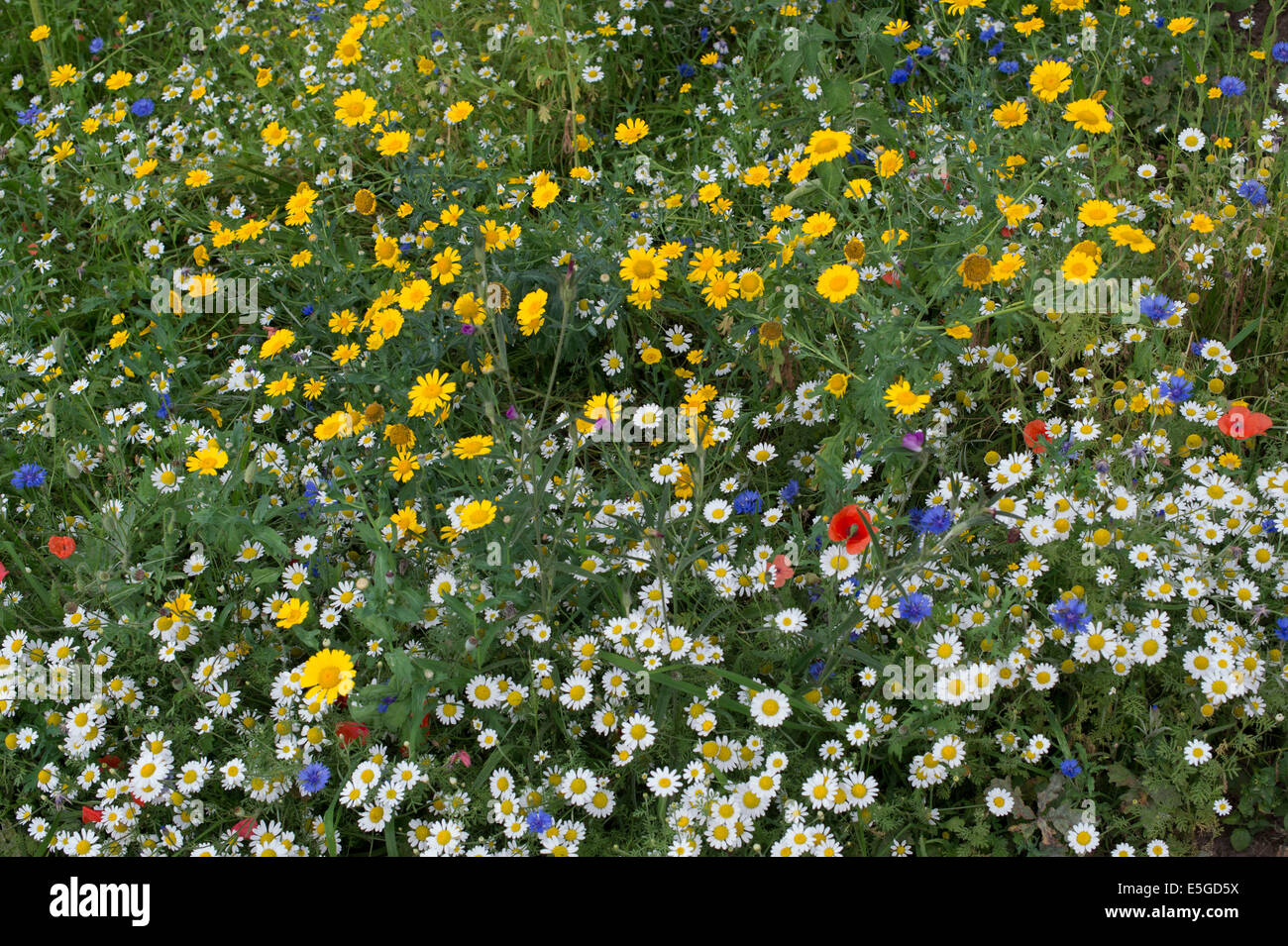 Confine di fiori selvaggi in un giardino inglese Foto Stock