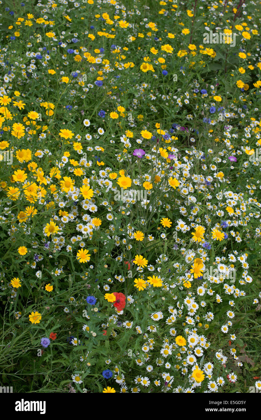 Confine di fiori selvaggi in un giardino inglese Foto Stock