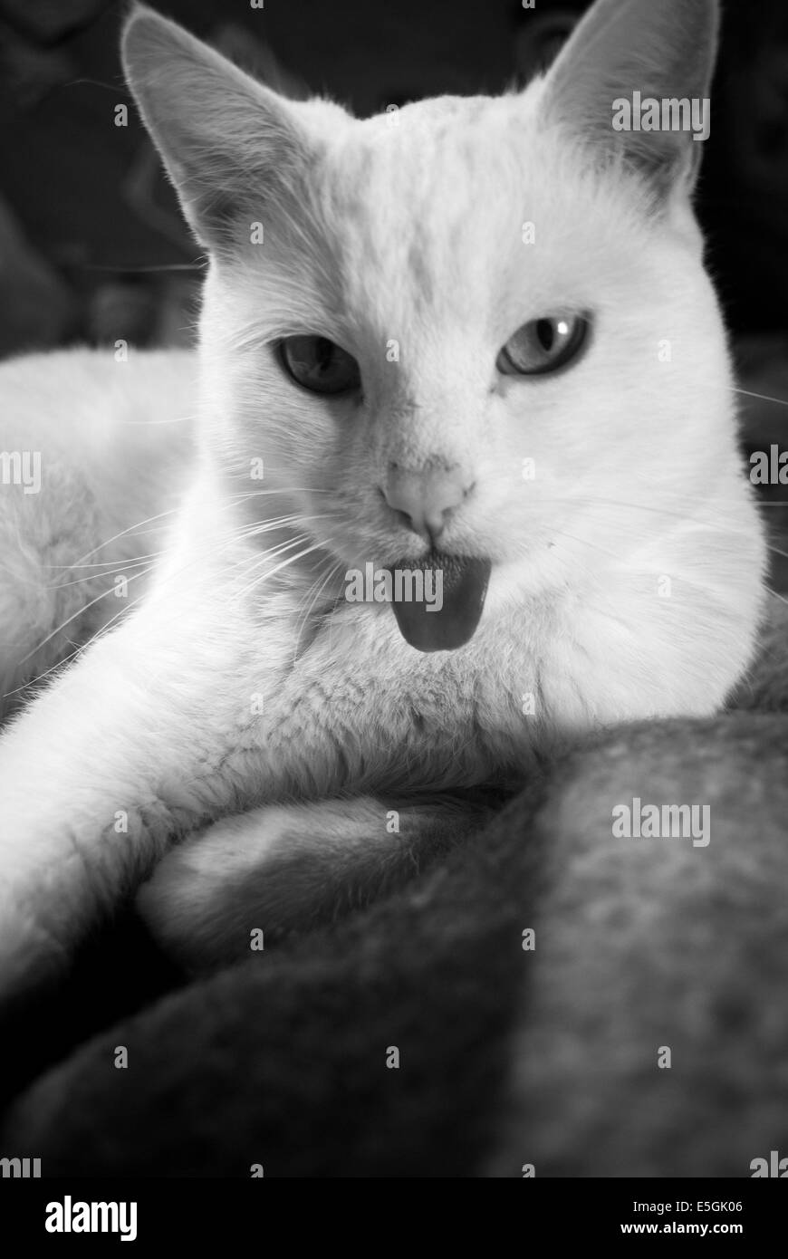 Gatto in posa Foto Stock