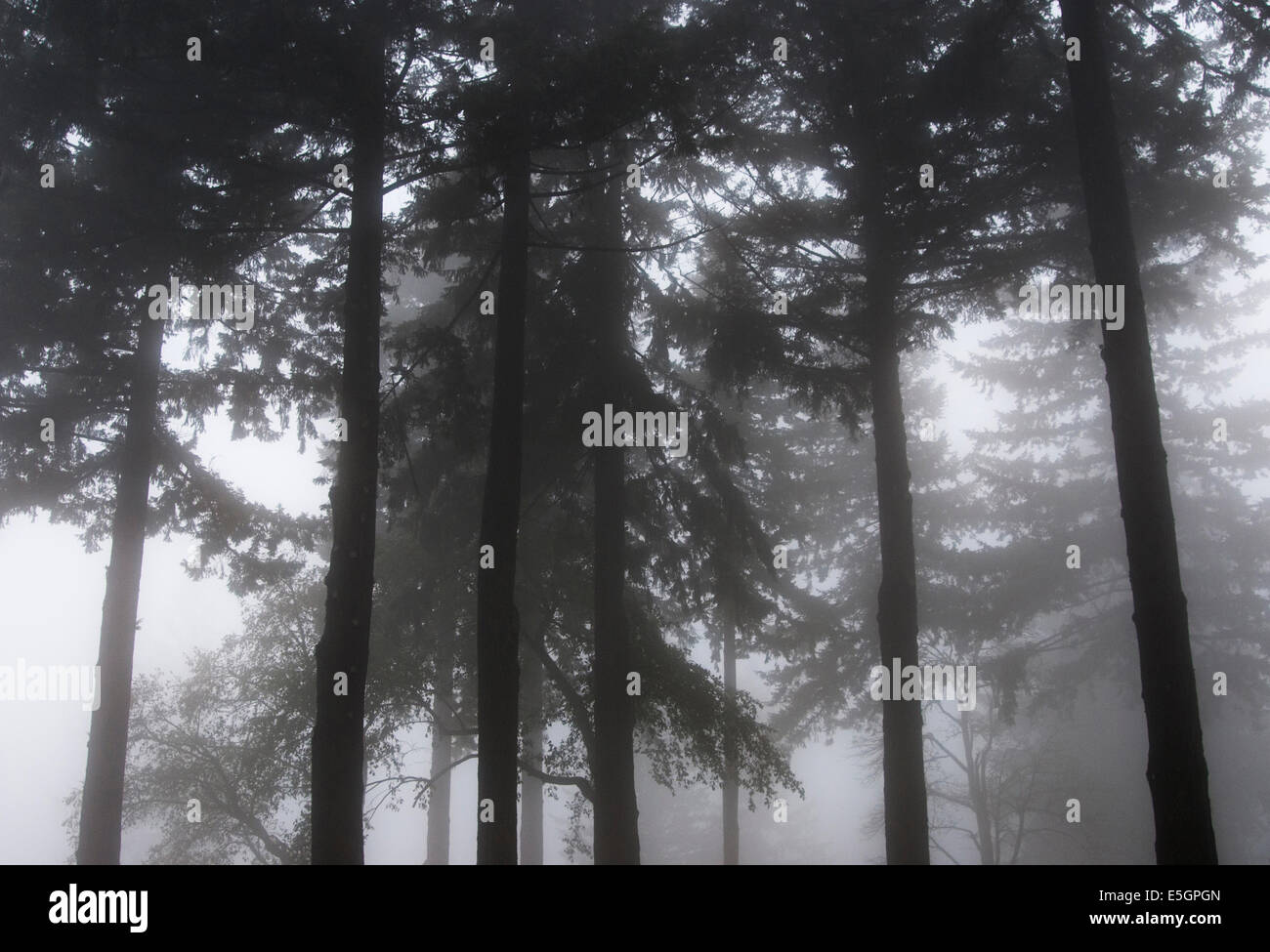 Un abete di douglas foresta nella nebbia Foto Stock