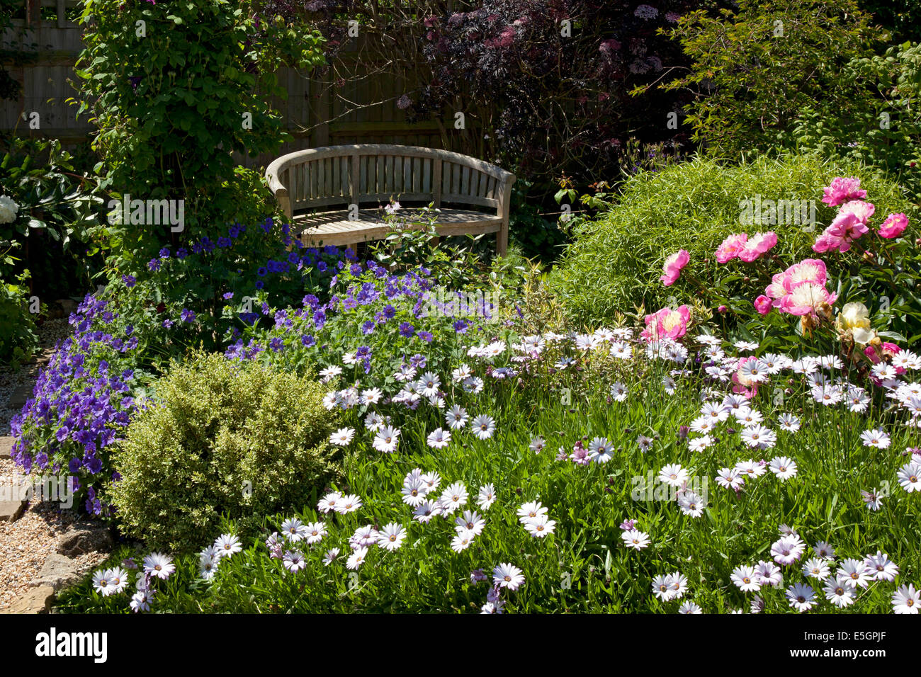 Sedile in legno in impostazione ombreggiata in estate il giardino inglese Foto Stock