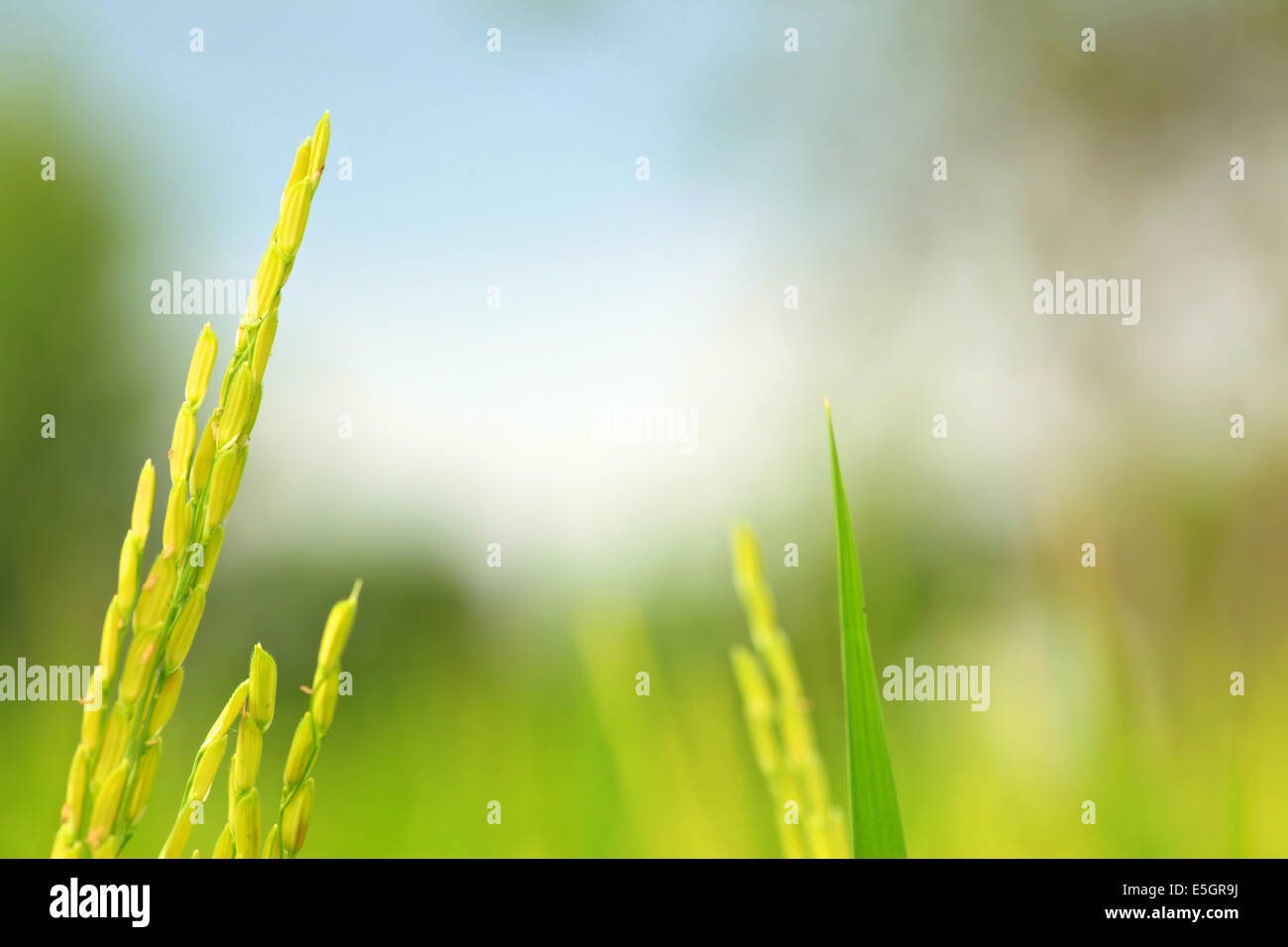 Azienda agricola del riso Foto Stock