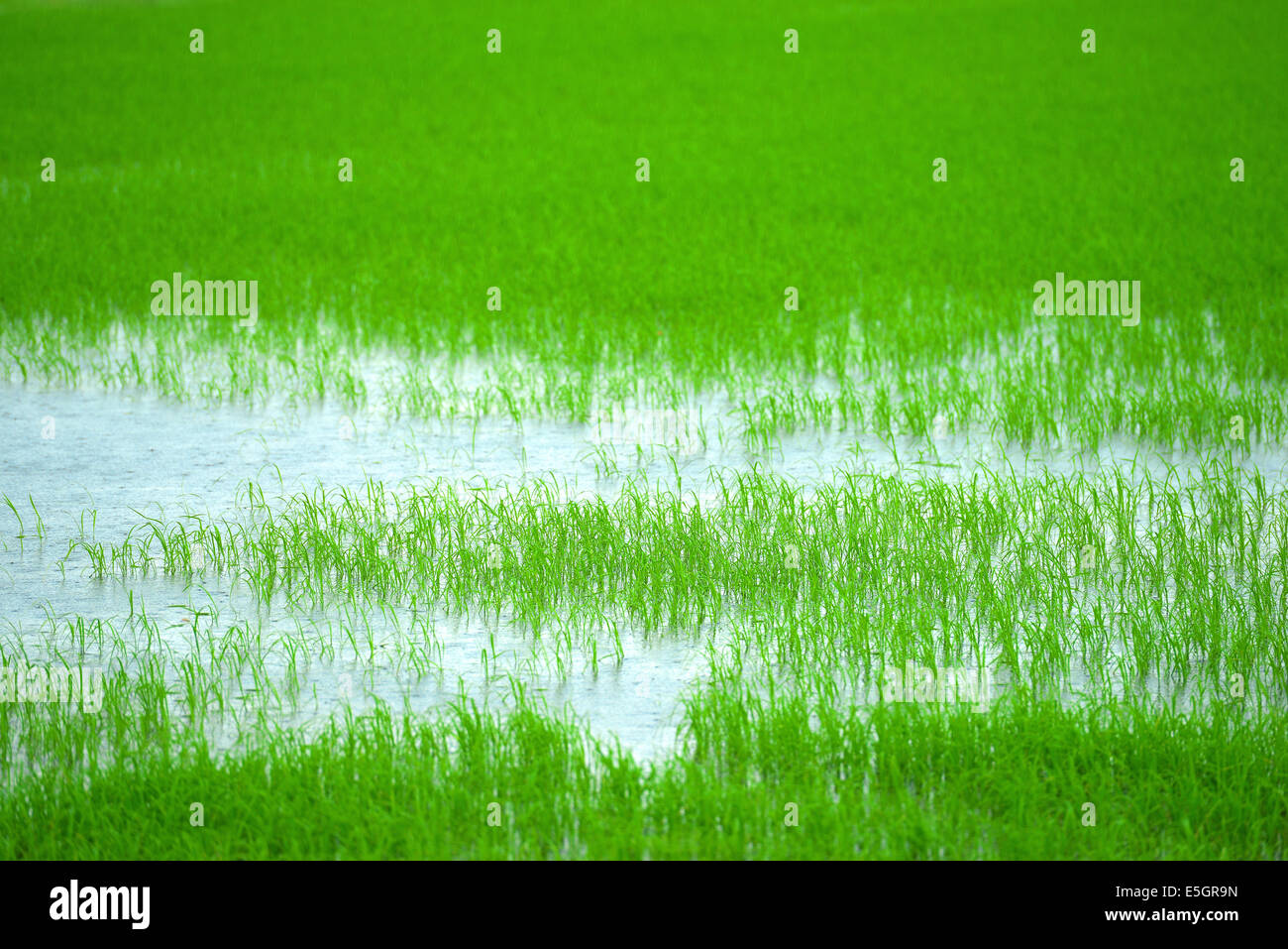 Risaia di riso Foto Stock