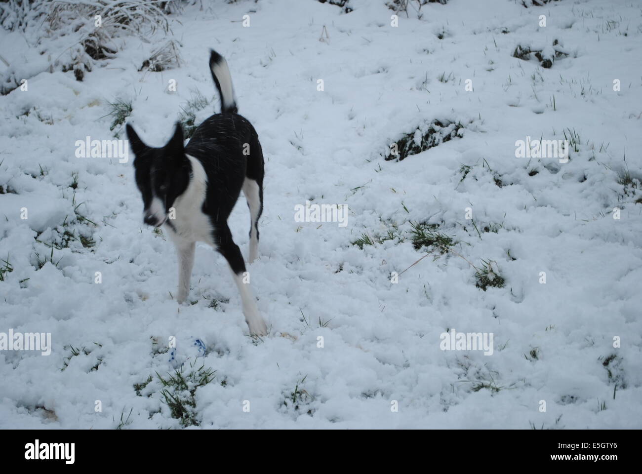 Border Collie nella neve Foto Stock