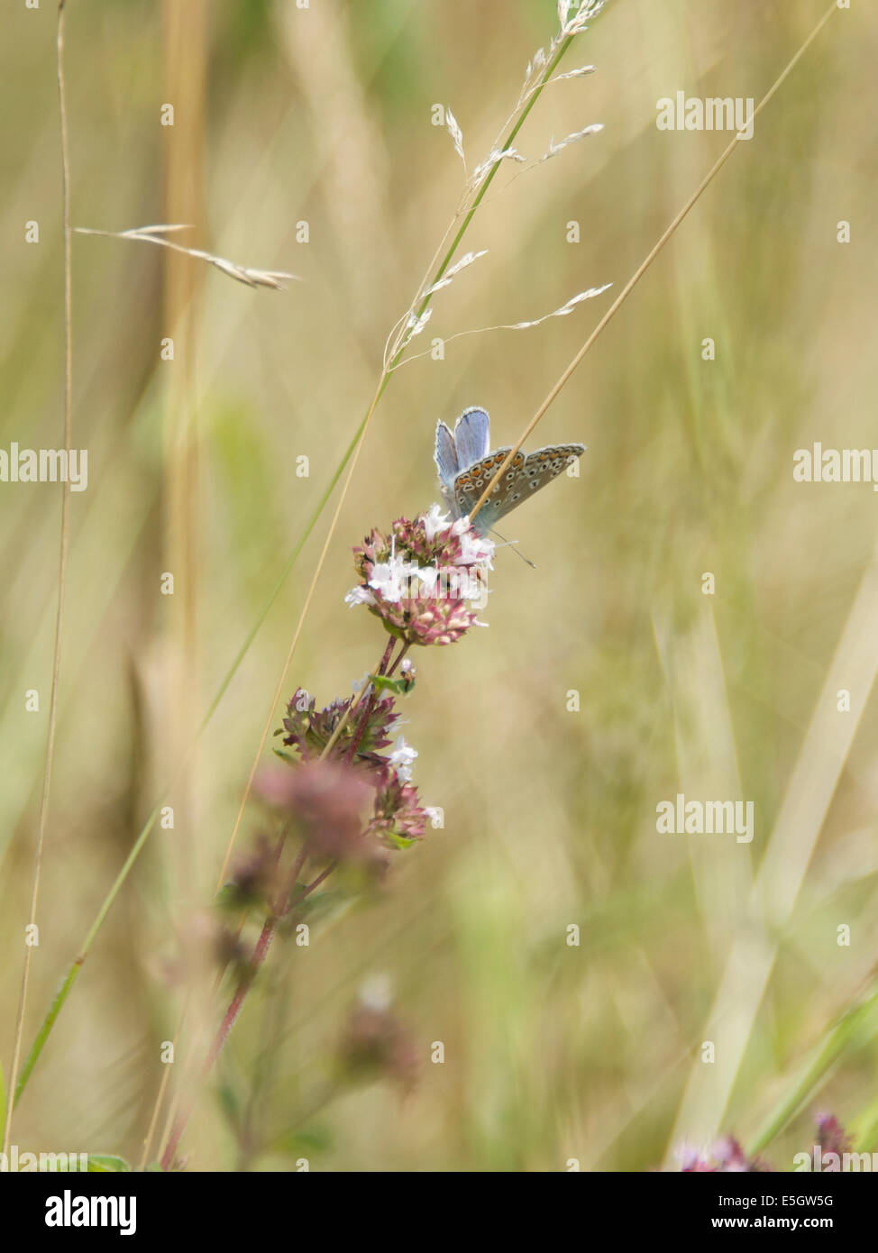 North Downs a Reigate Hill, Surrey, Regno Unito. 31 Luglio, 2014. Il Regno Unito grande farfalla conteggio. Farfalle sui North Downs a Reigate Hill, Surrey. Giovedì 31 luglio 2014. Un comune Blue Butterfly 'Polyommatus icarus' poggia su Timo selvatico fiori in un prato ai piedi del North Downs, Reigate, Surrey Credito: Foto di Lindsay Constable / Alamy Live News Foto Stock